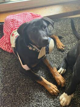 Sabrina -  German Shepherd Dog Dog for Adoption in Avondale, Pennsylvania - Sabrina | PetCurious