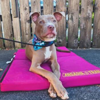 Rescue American Staffordshire Terrier Dogs for Adoption in West Falls, New York - Sadie | PetCurious