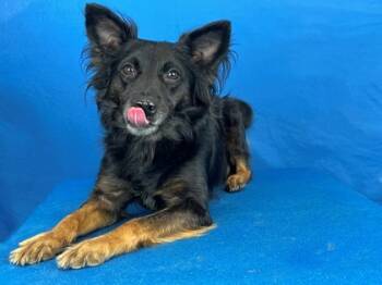 Rescue Australian Shepherd and Mixed Breed Dogs for Adoption in Port Allen, Louisiana - Wiley | PetCurious