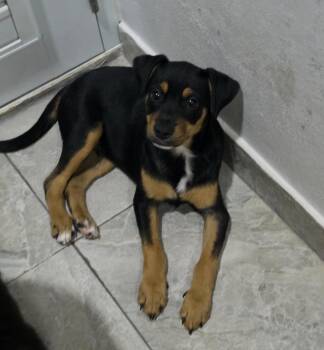 Shepherd and Dachshund Dogs Available for Adoption - THOMAS | PetCurious