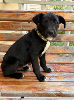 Knox -  Boxer and Labrador Retriever Dog for Adoption in Glocester, Rhode Island - Knox | PetCurious