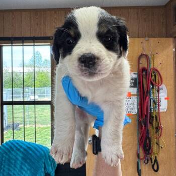 Mixed Breed Dogs Available for Adoption in Loxahatchee Groves, Florida - Olaplex 7840 | PetCurious
