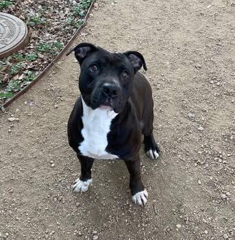 Staffordshire Bull Terrier Dogs Available for Adoption in Missouri City, Texas - Lilly | PetCurious
