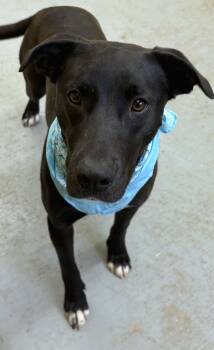 Mixed Breed Dogs Available for Adoption - Sienna | PetCurious