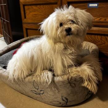 Maltese and Mixed Breed Dogs Available for Adoption in Bellingham, Washington - Gordo | PetCurious