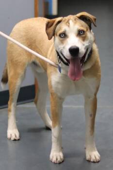Mixed Breed Dogs Available for Adoption - Bluey | PetCurious