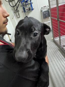 American Staffordshire Terrier Dogs Available for Adoption in Vancouver, Washington - Riva | PetCurious