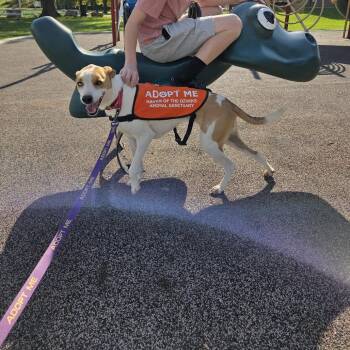 Mixed Breed Dogs Available for Adoption - Flounder "Scout" | PetCurious