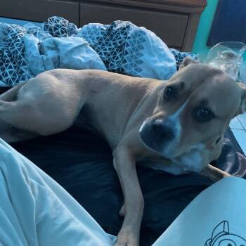 Boxer Dogs Available for Adoption in West Palm Beach, Florida - Rosie | PetCurious