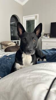 Rescue Basenji Dogs for Adoption in Weatherford, Texas - Sasha (Courtesy Listing) | PetCurious