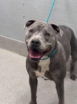 MEI -  Pit Bull Terrier Dog Available for Adoption in Las Vegas, Nevada - MEI | PetCurious