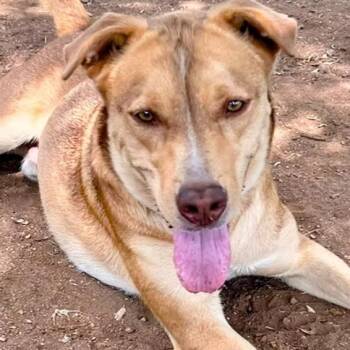 Rescue Yellow Labrador Retriever Dogs for Adoption in Marble Falls, Texas - Dusty | PetCurious