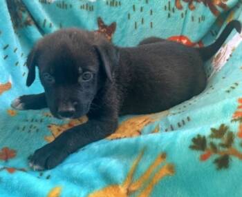 Rescue Pit Bull Terrier and Mixed Breed Dogs for Adoption in Morton Grove, Illinois - Mr Sandman | PetCurious