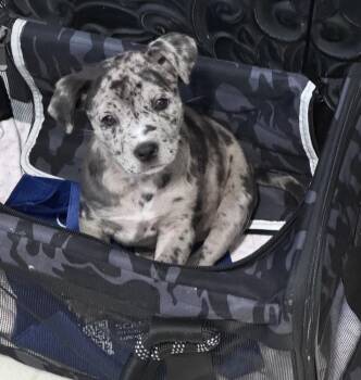 Labrador Retriever and Australian Shepherd Dogs Available for Adoption in Poplar Grove, Illinois - Gift | PetCurious