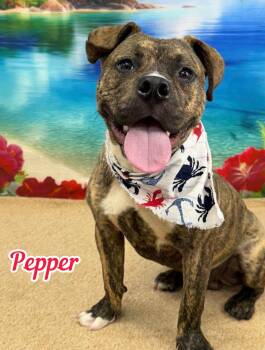 Pepper -  Mixed Breed Dog for Adoption in Flint, Michigan - Pepper | PetCurious
