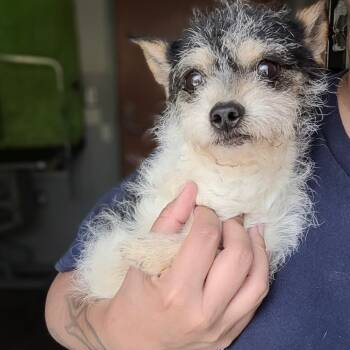 Ira -  Norfolk Terrier and Parson Russell Terrier Dog for Adoption in Los Angeles, California - Ira | PetCurious