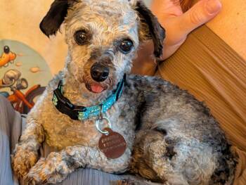 Storm -  Poodle Dog for Adoption in East Greenville, Pennsylvania - Storm | PetCurious