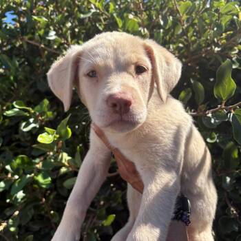 Apple -  Labrador Retriever and Mixed Breed Dog for Adoption in Goleta, California - Apple | PetCurious