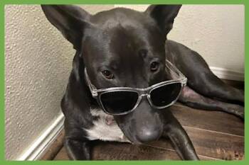 Hannah -  Pit Bull Terrier and Shepherd Dog for Adoption in Amherst, Massachusetts - Hannah | PetCurious