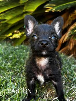 Easton -  Terrier Dog for Adoption in Penryn, California - Easton | PetCurious