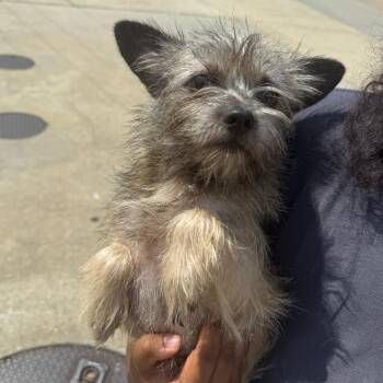 Brody -  Mixed Breed Dog for Adoption in Columbus, Georgia - Brody | PetCurious
