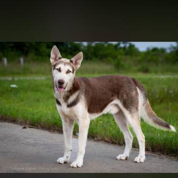 Sully -  Siberian Husky and German Shepherd Dog Dog for Adoption in York, Pennsylvania - Sully | PetCurious