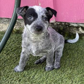 Pup 5 8569 -  Cattle Dog and Mixed Breed Dog Available for Adoption in Loxahatchee Groves, Florida - Pup 5 8569 | PetCurious