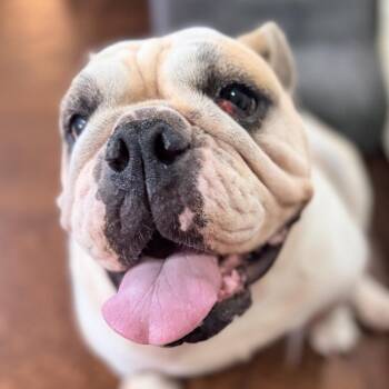 Lindley(hw+) 07-0202 -  English Bulldog Dog for Adoption in Covington, Georgia - Lindley(hw+) 07-0202 | PetCurious
