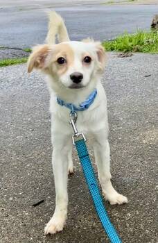 LADY -  Chihuahua Dog for Adoption in Owensboro, Kentucky - LADY | PetCurious
