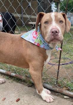 Pit Bull Terrier Dogs Available for Adoption in Tulsa, Oklahoma - MORTY | PetCurious
