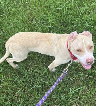 Clyde -  Pit Bull Terrier Dog for Adoption in Bryan, Ohio - Clyde | PetCurious