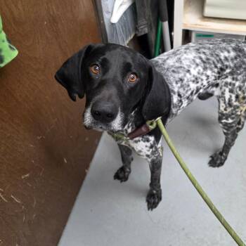 Tucker -  Pointer and Mixed Breed Dog for Adoption in Duncan, Oklahoma - Tucker | PetCurious