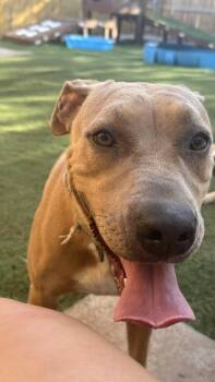 Rescue Pit Bull Terrier Dogs for Adoption in Longview, Texas - Brownie | PetCurious