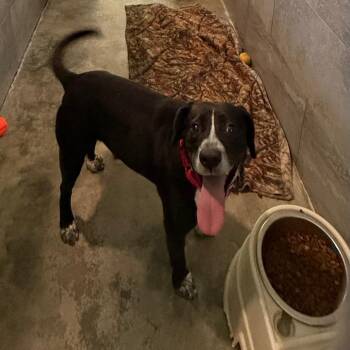 Spooky -  Australian Cattle Dog Blue Heeler and Mixed Breed Dog for Adoption in Waynesburg, Pennsylvania - Spooky | PetCurious