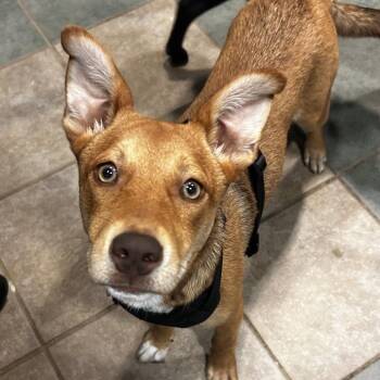 Apricot -  Mixed Breed Dog for Adoption in Chattanooga, Tennessee - Apricot | PetCurious
