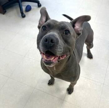Pit Bull Terrier Dogs Available for Adoption in Clayton, New Jersey - Chopper  | PetCurious