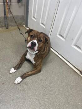 Bullmastiff Dogs Available for Adoption in Hopkinsville, Kentucky - Nirvanna | PetCurious