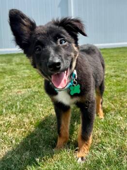 Topo -  Australian Shepherd and Border Collie Dog for Adoption in Springville, New York - Topo | PetCurious
