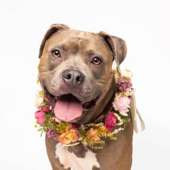 Peppa -  Mixed Breed Dog for Adoption in Atlanta, Georgia - Peppa | PetCurious