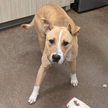 Mixed Breed Dogs Available for Adoption - January | PetCurious