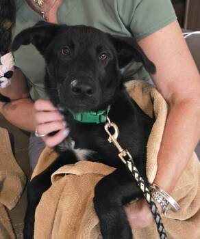 Mellow -  Labradoodle and Border Collie Dog for Adoption in Ooltewah, Tennessee - Mellow | PetCurious