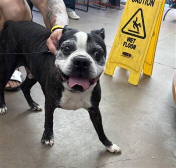 SPIKE -  Mixed Breed Dog for Adoption in Dallas, Texas - SPIKE | PetCurious