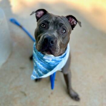CHUNK -  Pit Bull Terrier Dog for Adoption in Charlotte, North Carolina - CHUNK | PetCurious