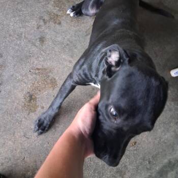 Trixie -  English Bulldog Dog for Adoption in Lyons, Georgia - Trixie | PetCurious