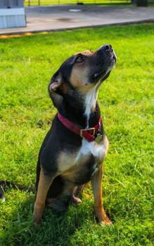 Nubby the Tripod -  Shepherd and Pit Bull Terrier Dog for Adoption in Pilot Point, Texas - Nubby The Tripod | PetCurious