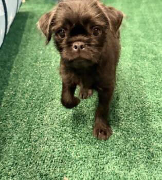 Spud -  Pug and Mixed Breed Dog for Adoption in Henderson, Nevada - Spud | PetCurious
