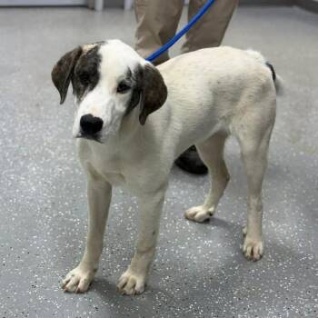 Mountain Cur and Great Pyrenees Dogs Available for Adoption in Bardstown, Kentucky - Odin | PetCurious
