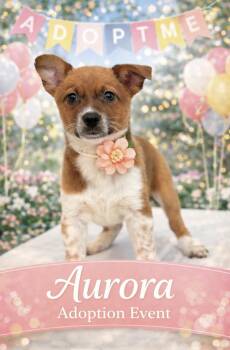 Corgi and Australian Cattle Dog Blue Heeler Dogs Available for Adoption - Aurora  | PetCurious