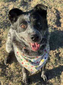 Australian Cattle Dog Blue Heeler Dogs Available for Adoption - Shane | PetCurious