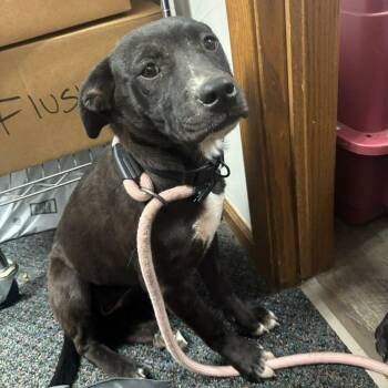 Labrador Retriever and Pit Bull Terrier Dogs Available for Adoption in Wichita, Kansas - Hazel | PetCurious